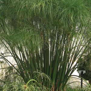 Cyperus (King Tut Grass) Proven Winners